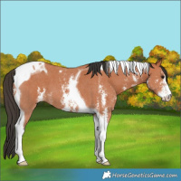 Horse Color:Bay Sabino Tobiano 