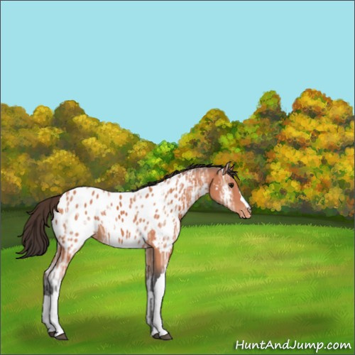 Horse Color:Bay Ice Appaloosa 