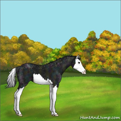 Horse Color:Midnight Black Ice Splash 