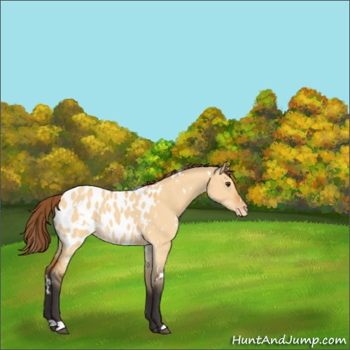Horse Color:White Spotted Buckskin Dun Appaloosa 