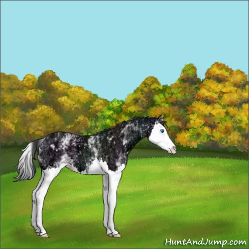 Horse Color:White Spotted Black Ice Splash 