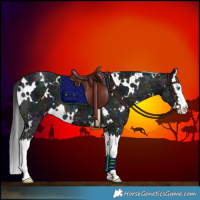 Horse Color:White Spotted Midnight Black Ice Splash