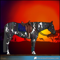 Horse Color:White Spotted Midnight Black Ice