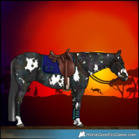 Horse Color:White Spotted Midnight Black Ice 