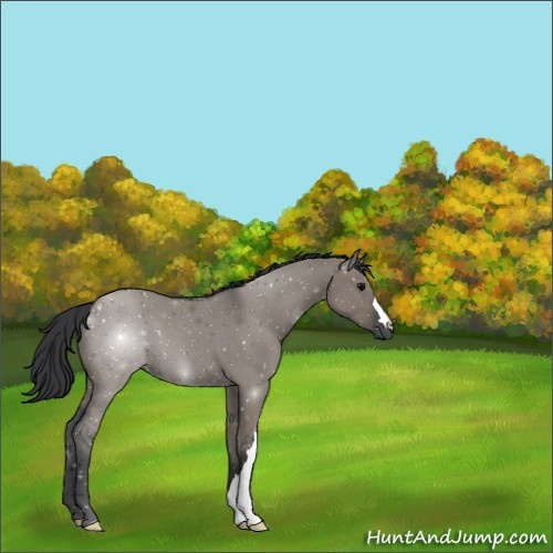 Horse Color:Grullo 