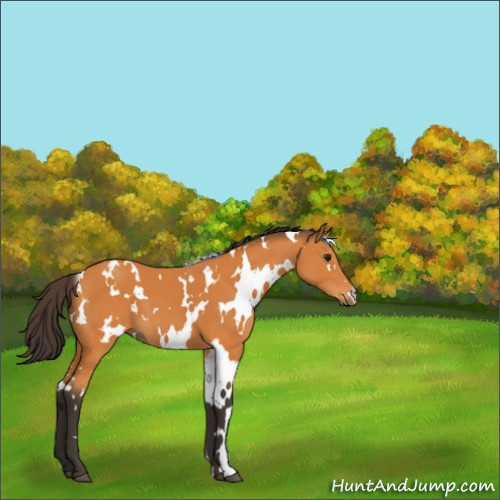 Horse Color:White Spotted Buckskin 