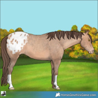Horse Color:Amber Champagne Appaloosa 
