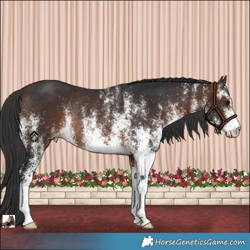 Horse Color:White Spotted Brown Rabicano 