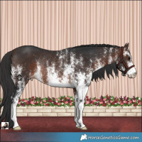 Horse Color:White Spotted Brown Rabicano 
