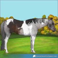 Horse Color:Brown Tobiano 