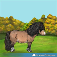 Horse Color:Bay Dun  and Bay Dun 