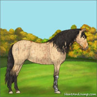 Horse Color:Bay Dun and Buckskin Dun