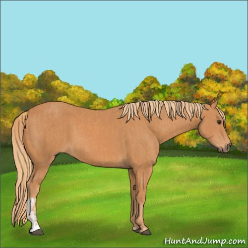 Horse Color:Chestnut and Chestnut