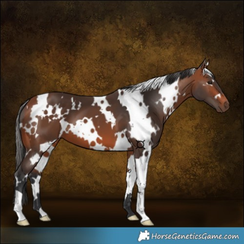 Horse Color:White Spotted Bay 
