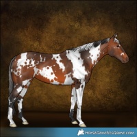 Horse Color:White Spotted Bay 