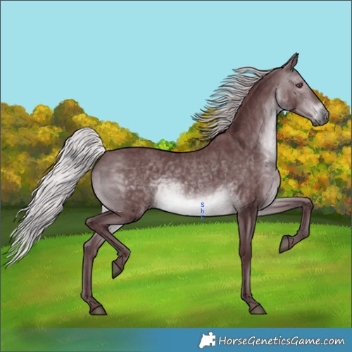 Horse Color:Chocolate Silver Brown Chinchilla 