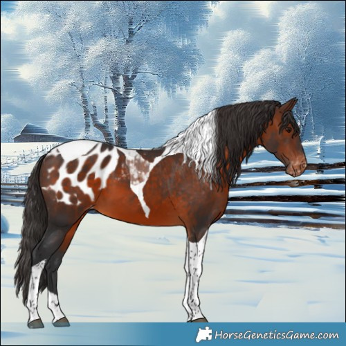 Horse Color:Brown Tobiano Appaloosa 