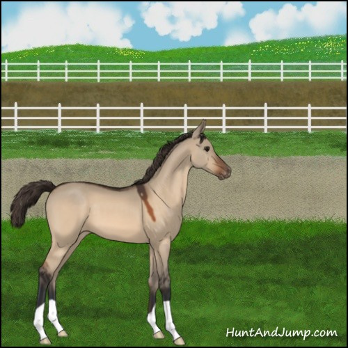 Horse Color:Brown Dun Appaloosa 