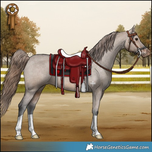 Horse Color:Brown Dun Appaloosa 