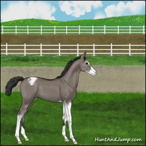 Horse Color:Grullo Sabino Appaloosa 