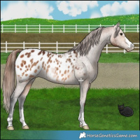 Horse Color:Bay Dun Appaloosa Brindle 
