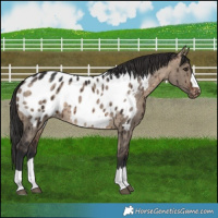Horse Color:Brown Dun Blanket Brindle 
