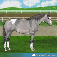 Horse Color:Platinum Brown Dun Appaloosa 