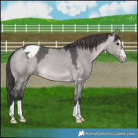 Horse Color:Platinum Brown Dun Appaloosa 