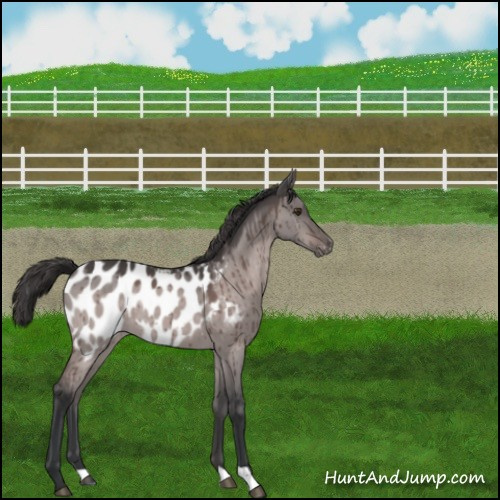 Horse Color:Platinum Brown Dun Appaloosa Brindle 