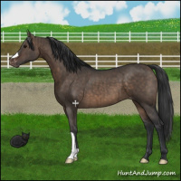 Horse Color:Brown Dun Appaloosa Brindle 