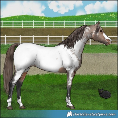 Horse Color:Brown Dun Appaloosa Brindle 