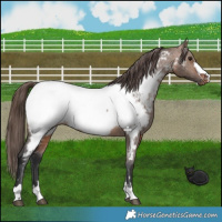Horse Color:Brown Dun Near Fewspot Brindle 