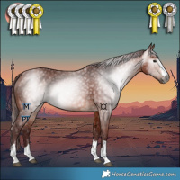 Horse Color:Gray Chocolate Bay 