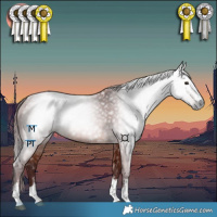 Horse Color:Gray Chocolate Bay
