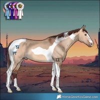 Horse Color:Chocolate Bay Dun Tobiano 