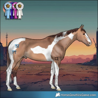 Horse Color:Chocolate Bay Dun Tobiano 
