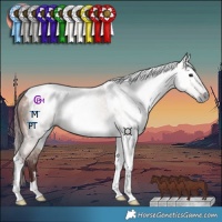Horse Color:Gray Chocolate Bay Dun Tobiano 