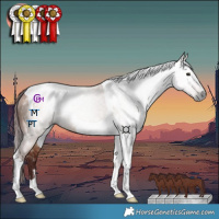 Horse Color:Gray Chocolate Bay Dun Tobiano 