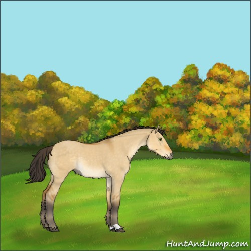 Horse Color:Buckskin Dun Rabicano 