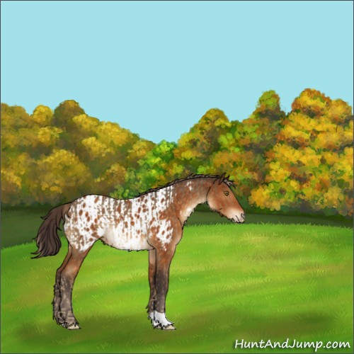 Horse Color:Chocolate Palomino Roan  and Buckskin Appaloosa Rabicano 