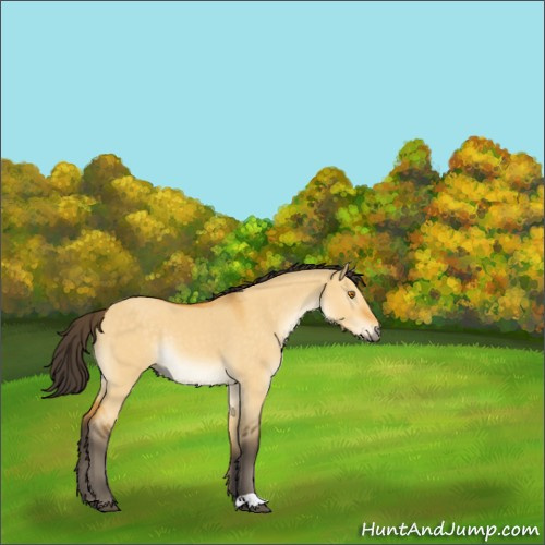 Horse Color:Buckskin Dun Rabicano 