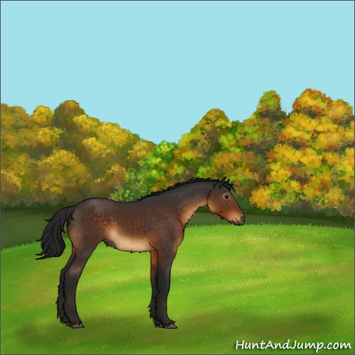 Horse Color:Gray Buckskin Rabicano 