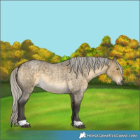 Horse Color:Silver Buckskin Roan Dun 