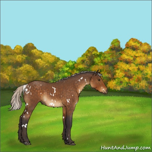 Horse Color:White Spotted Silver Buckskin Roan Rabicano 