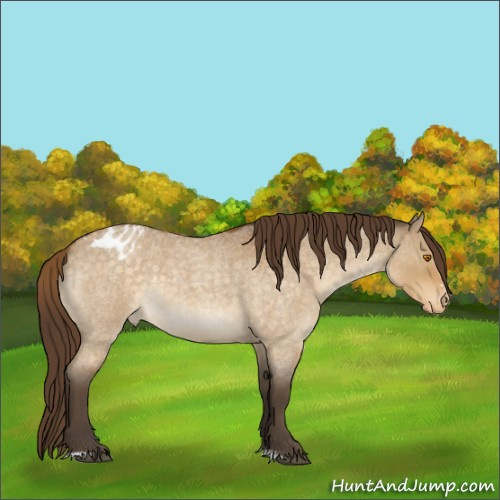 Horse Color:Buckskin Roan Dun Sabino Appaloosa Rabicano 