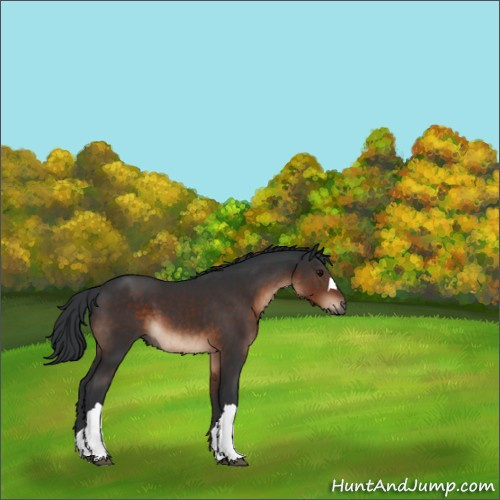 Horse Color:Brown 
