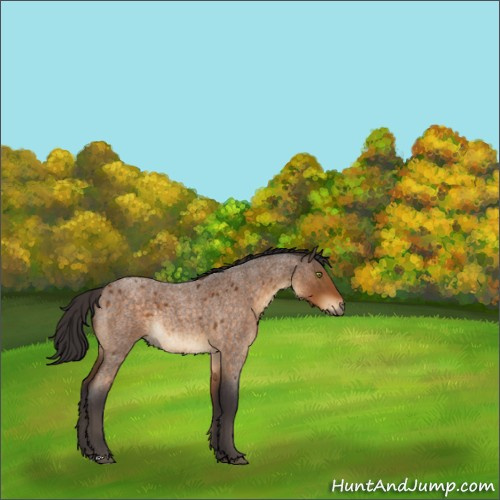 Horse Color:Buckskin Roan Rabicano 