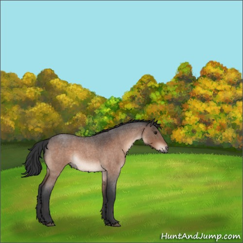 Horse Color:Brown Roan Rabicano 
