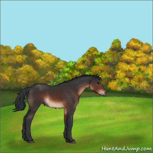 Horse Color:Brown Rabicano 