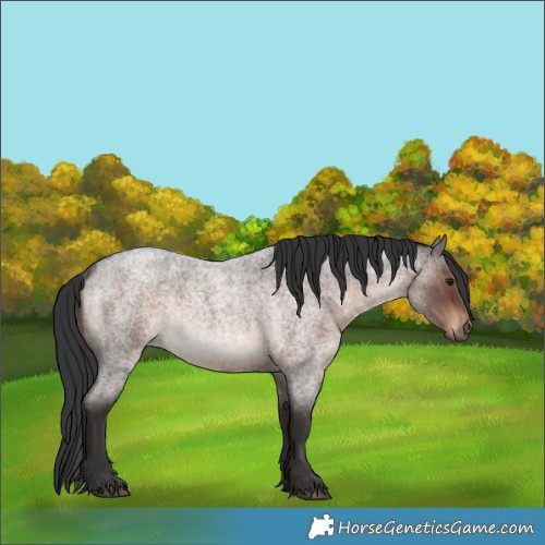 Horse Color:Brown Roan Rabicano 